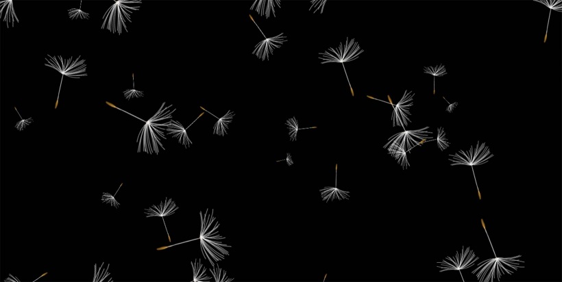 dandelions-animation